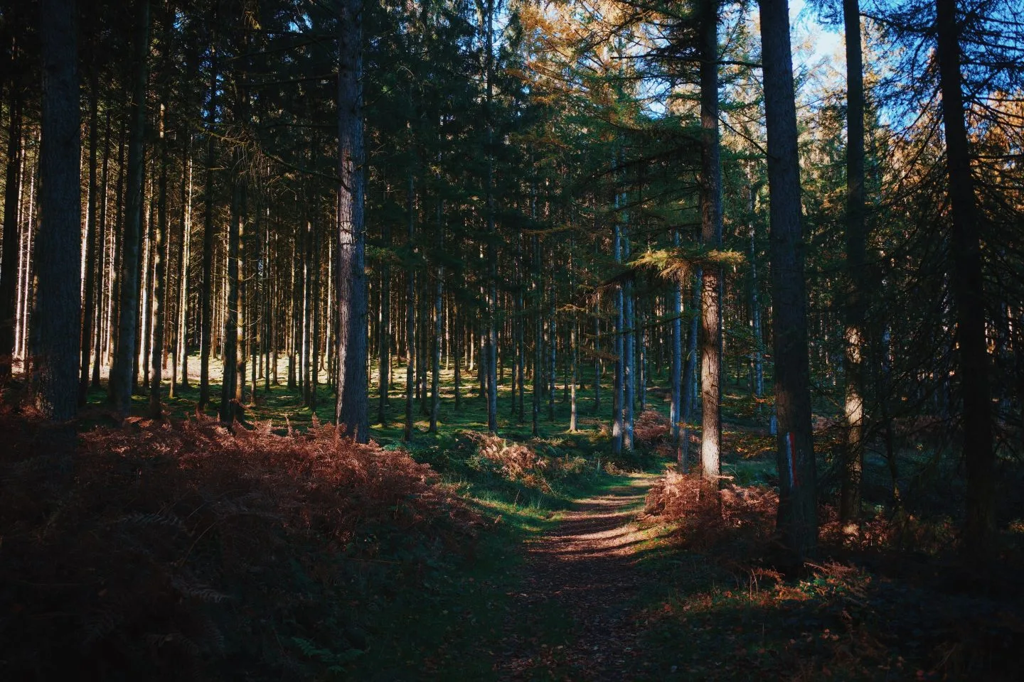 Oktober 2024 Tim Ardennen Wandelen4