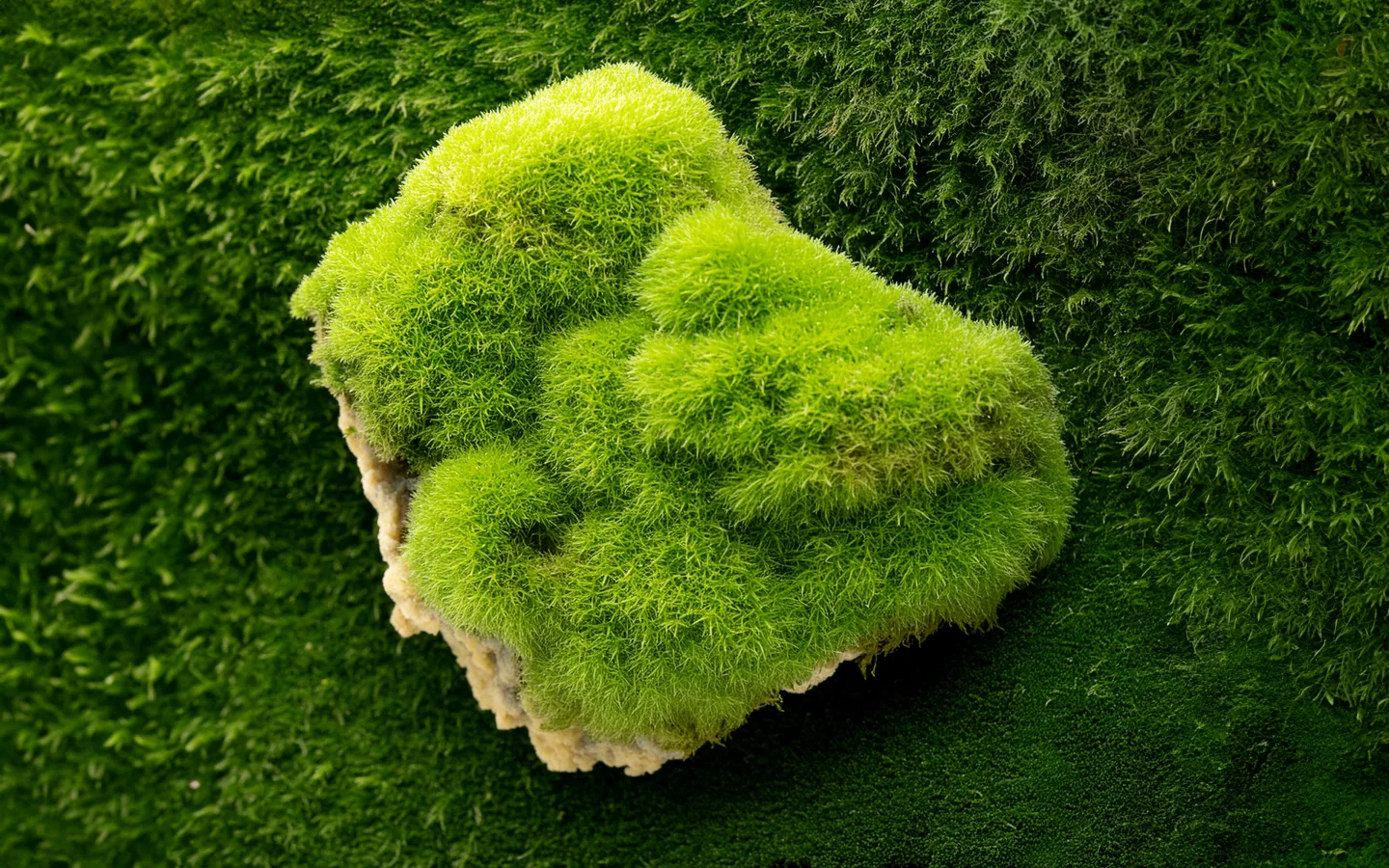 Ace natuurmonumenten website